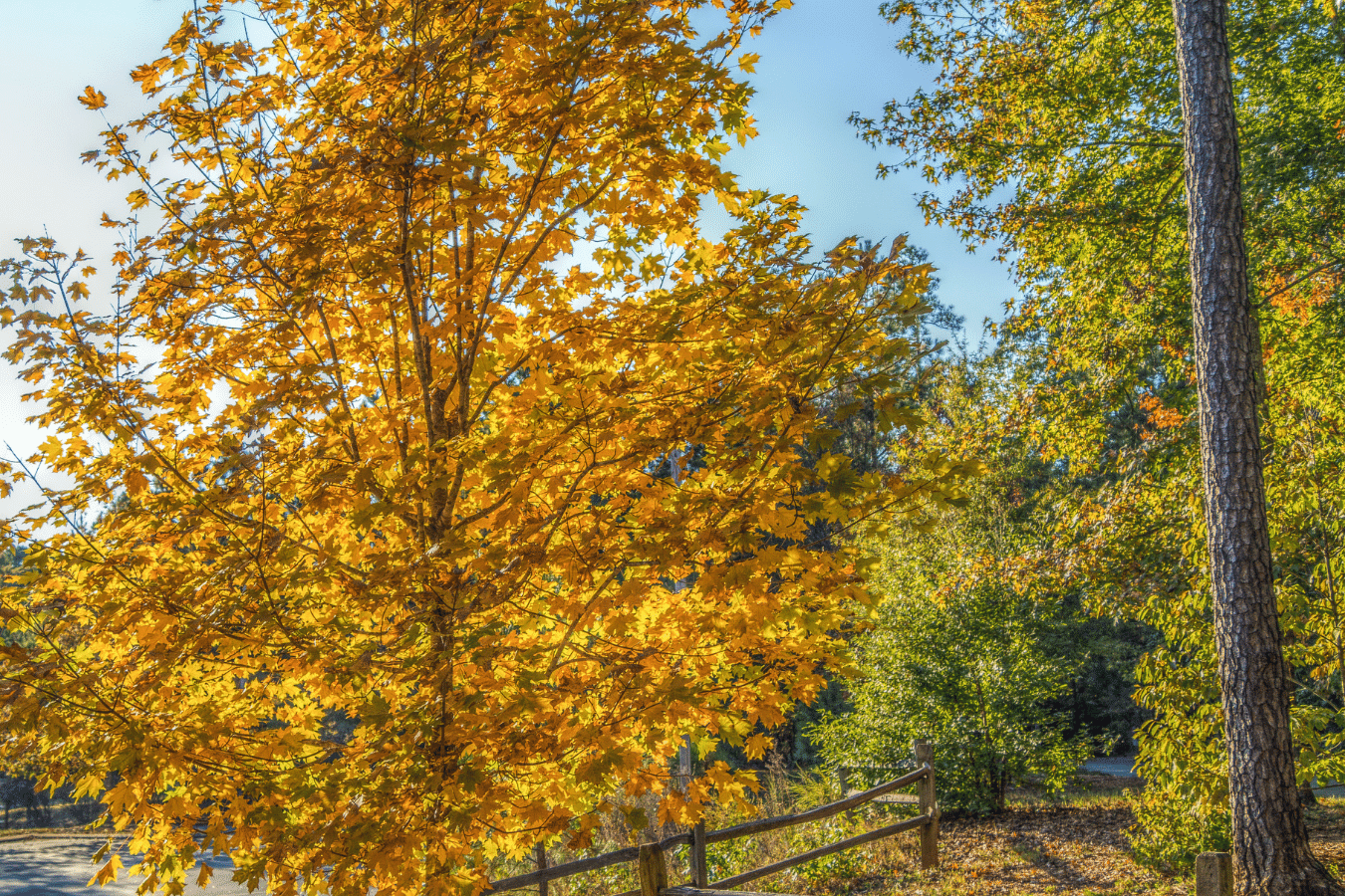 Experience the natural beauty and seasonal changes in Fuquay-Varina's neighborhoods.