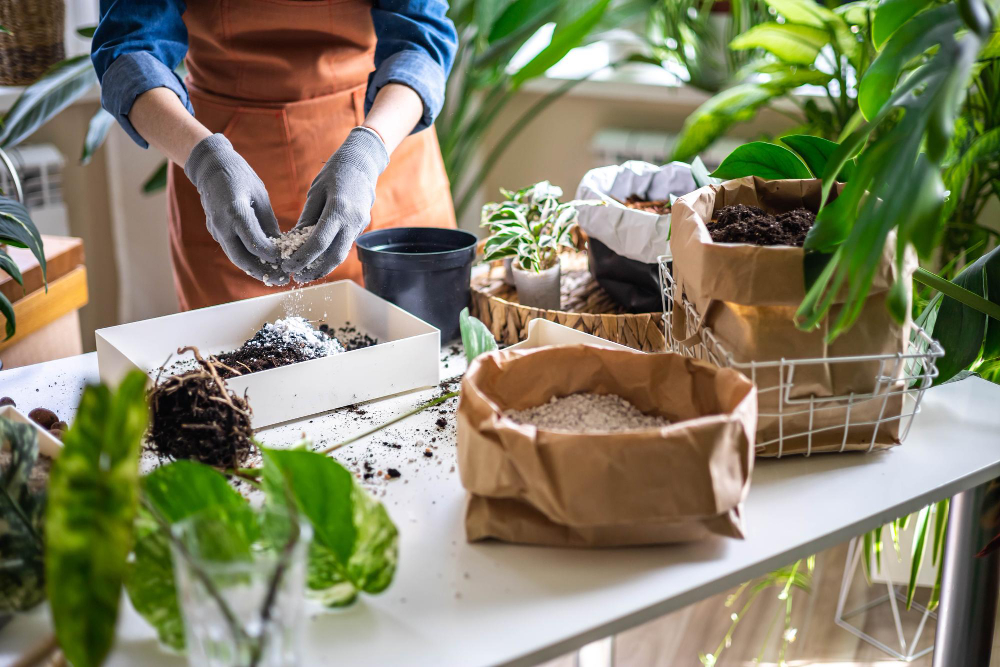 The Ultimate House Plant Repotting Workshop: Techniques, Tips, and Tricks